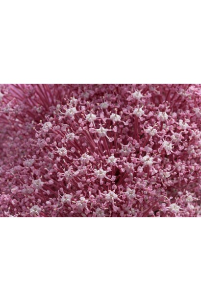 Цеанотус Перл Роуз квіти